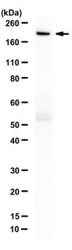 Anti-Cas9 Antibody, D10A/H840A Mutant from rabbit, purified by affinity chromatography