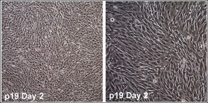 O9-1マウス頭部神経堤細胞株 stably expresses stem cell markers and neural crest markers