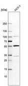 Anti-MATK antibody produced in rabbit Prestige Antibodies® Powered by Atlas Antibodies, affinity isolated antibody, buffered aqueous glycerol solution