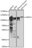 Anti-UIMC1 antibody produced in rabbit