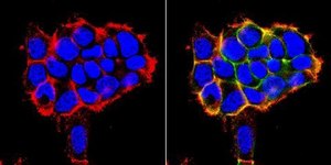 Anti-Integrin α3 Antibody, clone P1B5, azide free clone P1B5, Chemicon®, from mouse