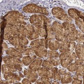 Anti-EIF5 antibody produced in rabbit Prestige Antibodies® Powered by Atlas Antibodies, affinity isolated antibody, buffered aqueous glycerol solution