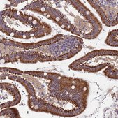 Anti-TMEM126A antibody produced in rabbit Prestige Antibodies® Powered by Atlas Antibodies, affinity isolated antibody, buffered aqueous glycerol solution