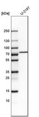 Anti-SETD3 antibody produced in rabbit Ab1, Prestige Antibodies® Powered by Atlas Antibodies, affinity isolated antibody, buffered aqueous glycerol solution