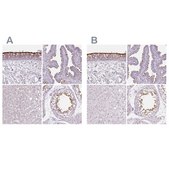 Anti-ROPN1L antibody produced in rabbit Prestige Antibodies® Powered by Atlas Antibodies, affinity isolated antibody, buffered aqueous glycerol solution