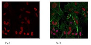 Anti-dimethyl Histone H4 Antibody (Arg17) from rabbit, purified by affinity chromatography