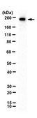 Anti-RME-8 from rabbit, purified by affinity chromatography