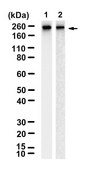 Anti-MYH14/Myosin-14 Antibody, clone 2B4 ZooMAb® Rabbit Monoclonal recombinant, expressed in HEK 293 cells