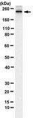 Anti-MYH-2 Antibody, clone 8F72C8 clone 8F72C8, from rat