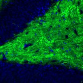 Monoclonal Anti-VGLUT1 antibody produced in mouse Prestige Antibodies® Powered by Atlas Antibodies, clone CL2754, purified immunoglobulin, buffered aqueous glycerol solution