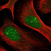 Anti-MYL12B antibody produced in rabbit Prestige Antibodies® Powered by Atlas Antibodies, affinity isolated antibody, buffered aqueous glycerol solution