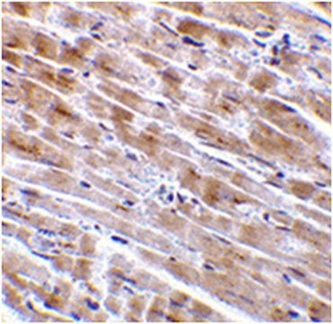 Anti-CTRP3 Antibody from rabbit, purified by affinity chromatography