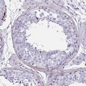 Anti-GRXCR2 antibody produced in rabbit Prestige Antibodies® Powered by Atlas Antibodies, affinity isolated antibody, buffered aqueous glycerol solution
