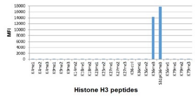 Anti-trimethyl Histone H3 (Lys36) Antibody, clone RM155 clone RM155, from rabbit