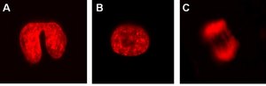 LentiBrite Histone H2B-RFP Lentiviral Biosensor