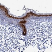 Anti-CALML5 antibody produced in rabbit Prestige Antibodies® Powered by Atlas Antibodies, affinity isolated antibody, buffered aqueous glycerol solution
