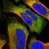 Anti-CCT7 antibody produced in rabbit Prestige Antibodies® Powered by Atlas Antibodies, affinity isolated antibody, buffered aqueous glycerol solution
