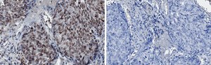 Anti-ARNT Antibody, clone 1H2 ZooMAb® Rabbit Monoclonal recombinant, expressed in HEK 293 cells