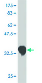 Monoclonal Anti-CSRP3 antibody produced in mouse clone 6D2, purified immunoglobulin, buffered aqueous solution