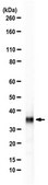Anti-OTX2 Antibody from rabbit, purified by affinity chromatography