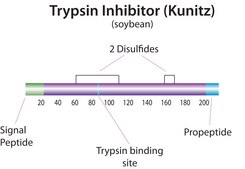 Trypsin Inhibitor from Glycine max (soybean) BioUltra, lyophilized powder, ≥95% (Kunitz inhibitor, SDS-PAGE)