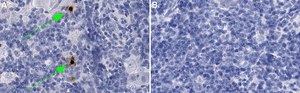 Anti-CXCL10 Antibody, clone 3F14 ZooMAb® Rabbit Monoclonal recombinant, expressed in HEK 293 cells