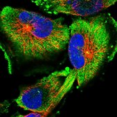 Anti-FAM45A antibody produced in rabbit Prestige Antibodies® Powered by Atlas Antibodies, affinity isolated antibody, buffered aqueous glycerol solution