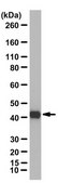 Anti-Actin from rabbit, purified by affinity chromatography