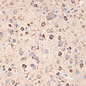 Anti-Musashi-2 (MSI2) antibody produced in rabbit