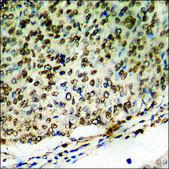 Anti-phospho-NF-kappaB p65 (pSer311) antibody produced in rabbit affinity isolated antibody