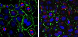 Anti-PPAR-gamma Antibody from rabbit, purified by affinity chromatography