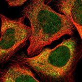 Anti-CLNS1A antibody produced in rabbit Prestige Antibodies® Powered by Atlas Antibodies, affinity isolated antibody, buffered aqueous glycerol solution