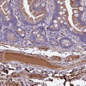 Anti-CRHBP antibody produced in rabbit Prestige Antibodies® Powered by Atlas Antibodies, affinity isolated antibody, buffered aqueous glycerol solution