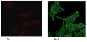 Anti-phospho Histone H3 (Thr11) Antibody, clone N123/48 clone N123/48, 0.5 mg/mL, from mouse