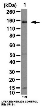 Anti-WNK4 Antibody from rabbit, purified by affinity chromatography