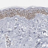 Anti-SYNE2 antibody produced in rabbit Prestige Antibodies® Powered by Atlas Antibodies, affinity isolated antibody, buffered aqueous glycerol solution