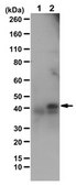 Anti-phospho-c-Jun (Ser73) Antibody Upstate®, from rabbit