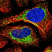 Anti-ABCB7 antibody produced in rabbit Prestige Antibodies® Powered by Atlas Antibodies, affinity isolated antibody, buffered aqueous glycerol solution