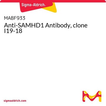 Anti-SAMHD1 Antibody, clone I19-18