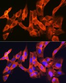 Anti-JNK1 antibody produced in rabbit
