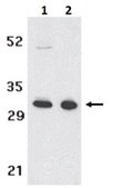Anti-TACI Antibody from rabbit, purified by affinity chromatography