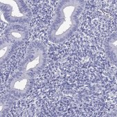 Anti-TTLL13P antibody produced in rabbit Prestige Antibodies® Powered by Atlas Antibodies, affinity isolated antibody, buffered aqueous glycerol solution
