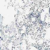 ANTI-SUN1 antibody produced in rabbit Ab1, Prestige Antibodies® Powered by Atlas Antibodies, affinity isolated antibody, buffered aqueous glycerol solution