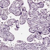 Anti-PACRG antibody produced in rabbit Prestige Antibodies® Powered by Atlas Antibodies, affinity isolated antibody
