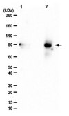 Anti-TRABID Antibody from rabbit, purified by affinity chromatography