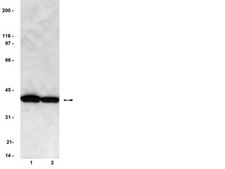 Anti-PP2A Antibody, C subunit, clone 1D6 clone 1D6, Upstate®, from mouse