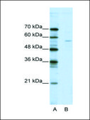 Anti-ELK1 antibody produced in rabbit IgG fraction of antiserum
