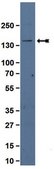 Anti-NFAT1 Antibody, clone 8G4.2 clone 8G4.2, Upstate®, from mouse