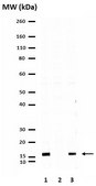 Anti-phospho-Histone H3 (Thr3) Antibody Upstate®, from rabbit