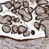 Anti-MB21D1 antibody produced in rabbit Prestige Antibodies® Powered by Atlas Antibodies, affinity isolated antibody